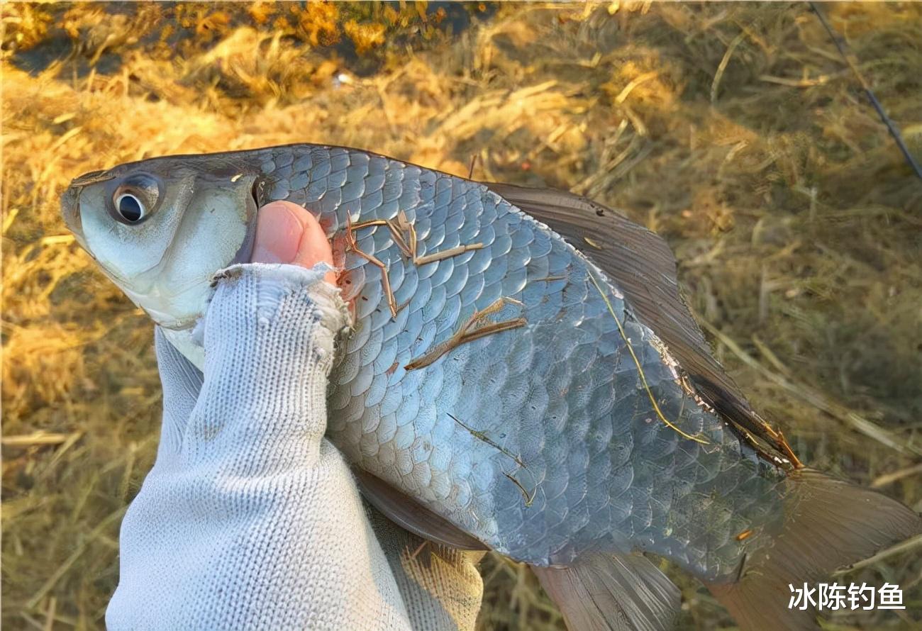 |矶竿远投冬季钓鲫鱼怎么样？优势很明显，针对大鲫鱼的“利器”