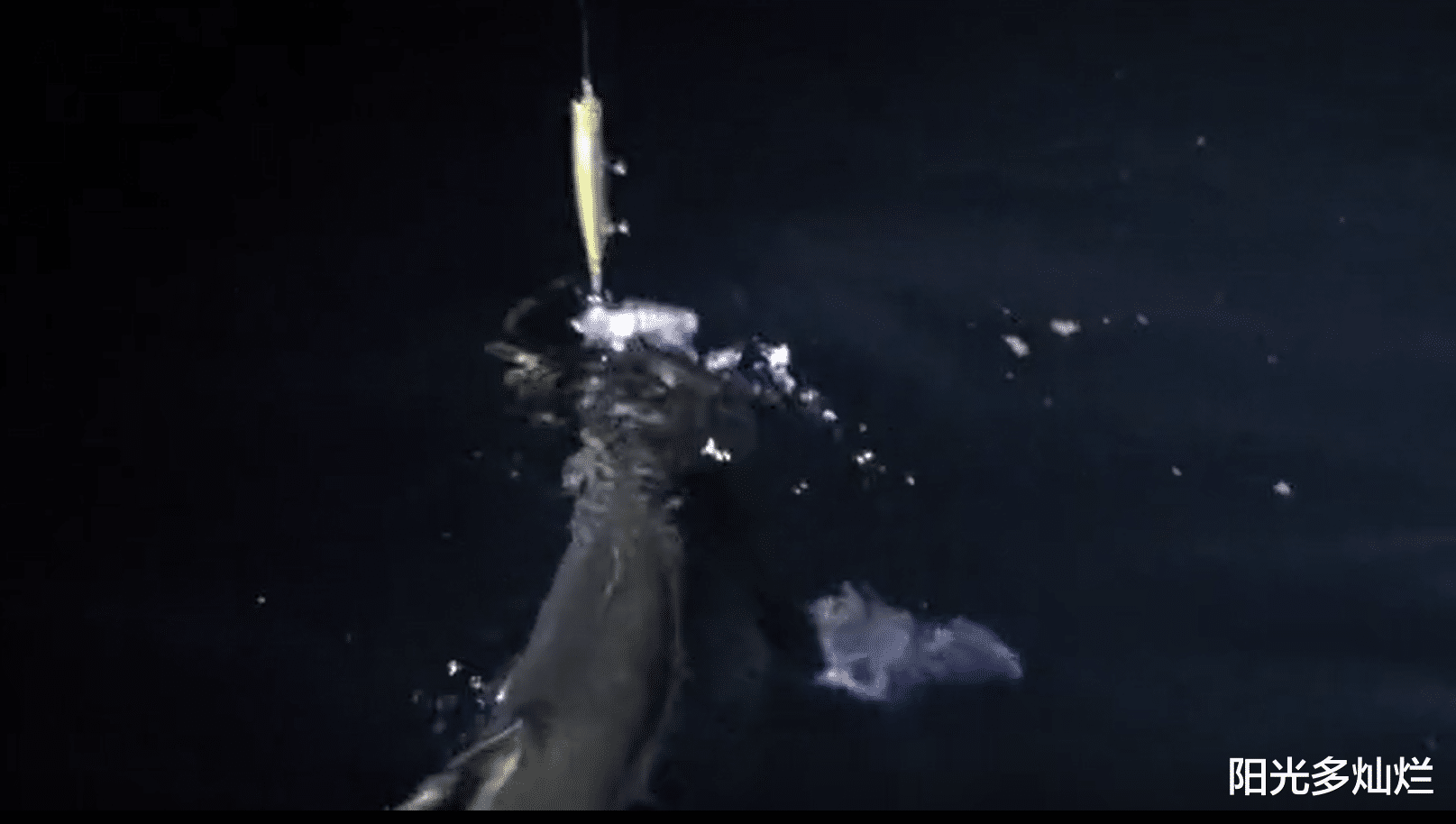 湖北|翘嘴鱼生长极限？湖北十堰，男子钓获“翘嘴鱼王”，长近1.5米