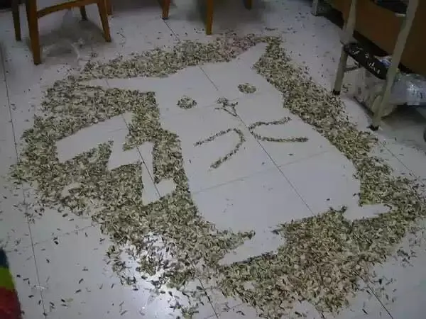 厨房人类 为什么你一磕瓜子就根本不想停下来？