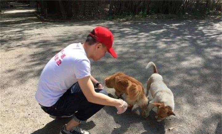 芷兰小时光|从养狗的角度分析，人们只愿意投食流浪狗，不愿意对其领养的原因
