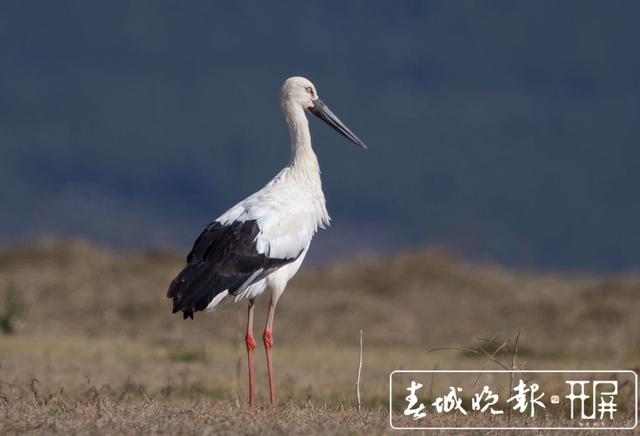 开屏新闻 云南5种犀鸟升为国保一级，多种鸟类新增加为国保二级