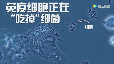 杭吉泰迪干细胞|免疫细胞与健康的八大关系,值得了解一下!