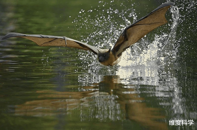 蝙蝠 关岛曾出现神秘疾病，科学家几经辗转发现，与当地的一种蝙蝠有关