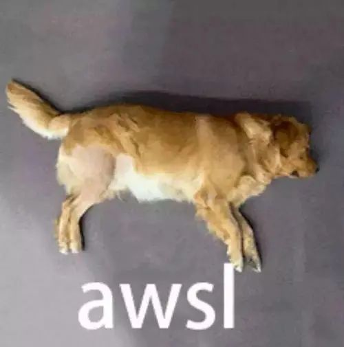 赵丽颖|他俩就差官宣了？