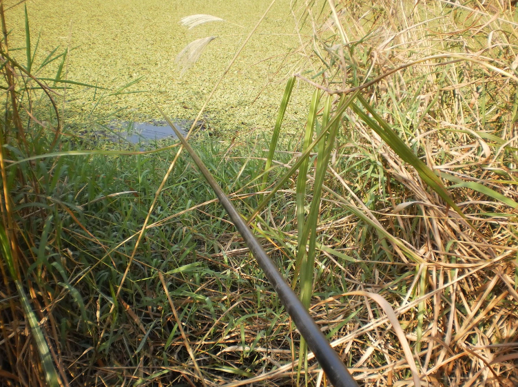 民警|仲春一到,鲫鱼反而不好钓?老司机说出了其中的奥妙:不该钓底