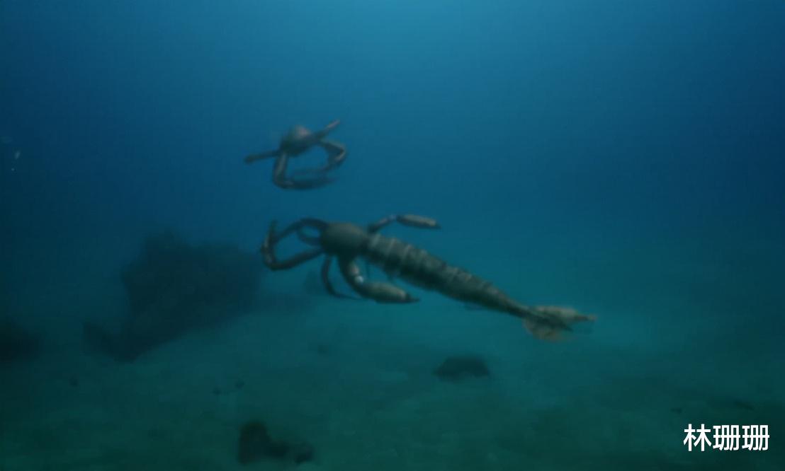 群星|动物广翅鲎：专吃海洋“浮尸”，4亿年前最先登陆地面的动物