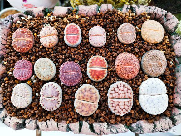 向阳园艺|现在,还有人!花几十块买1棵生石花?你的脑袋需要升级了!