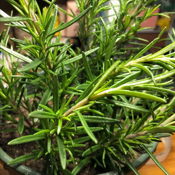 5种“香香花”摆在卫生间,臭味通通跑光,跟喷了香水儿似得