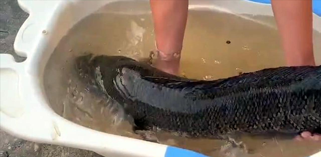 广东省|1.1米长27斤重，广东一男子野钓收获巨型大黑鱼，网友：颠覆认知