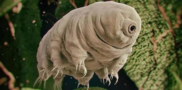 太空 揭秘：地球上生命力最顽强的生物！真空中也能生存！