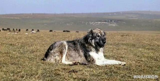 微风执杯聊自然|被炒作之前的藏獒，生于荒野土坑，死于荒野战圈，是真正的中国獒