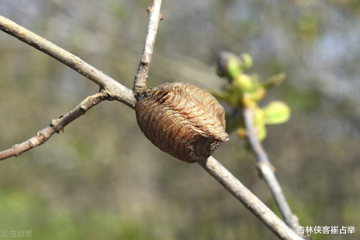 低钾血症|简单一剂桑螵蛸散——调心、补肾、通上、温下，送给尿频的你