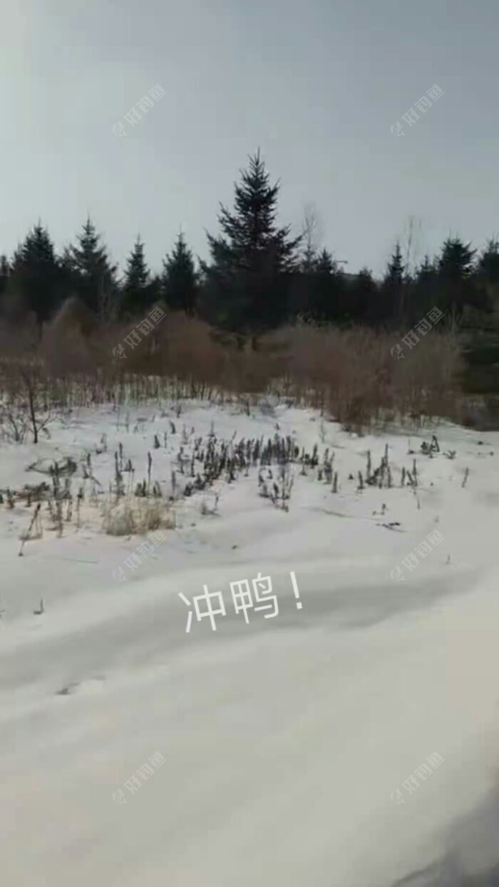 饵料|东北棚钓大鲫鱼之春季垂钓技巧六