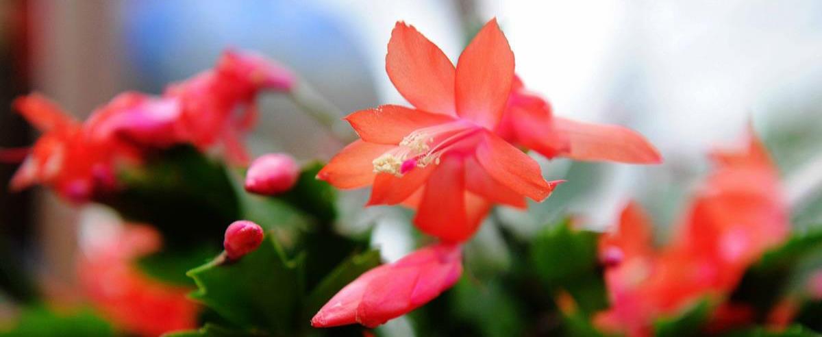 3种花卉适合长期在卧室养，好看又好养，你喜欢哪种？