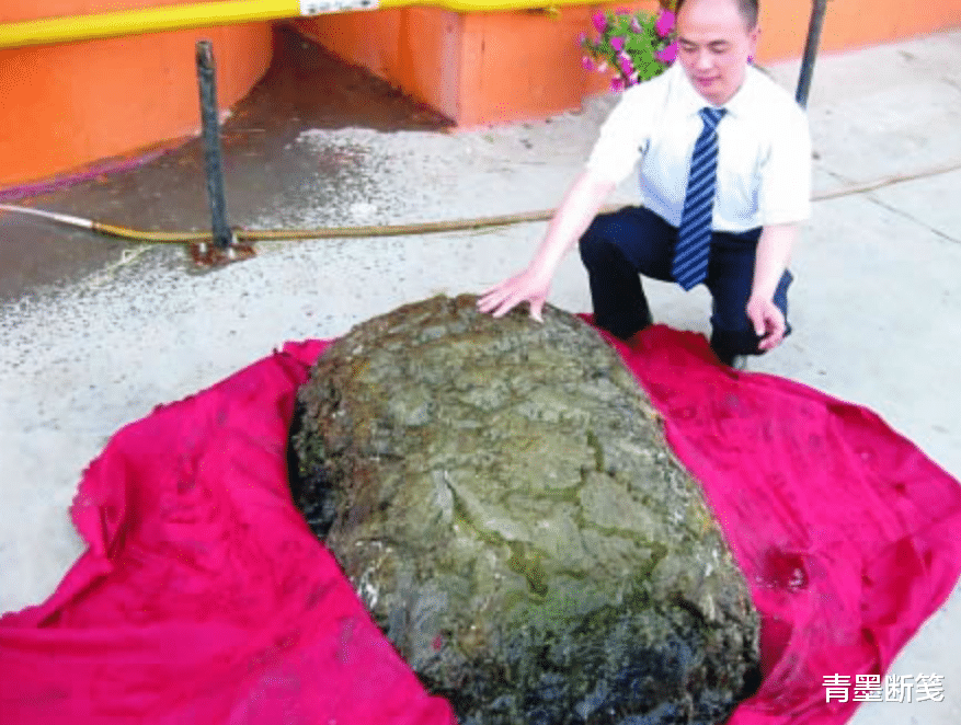 什么是太岁,不是植物不是动物的一坨“肉”,为什么能价值百万?