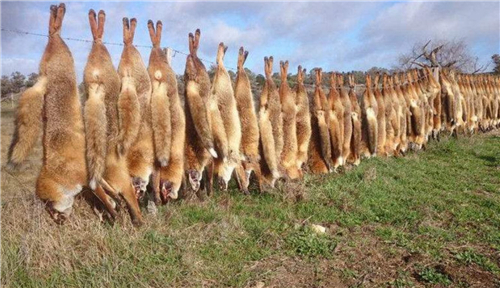 澳大利亞野兔成災，為何不吃？學者：沒有哪個入侵物種被吃沒瞭-圖3