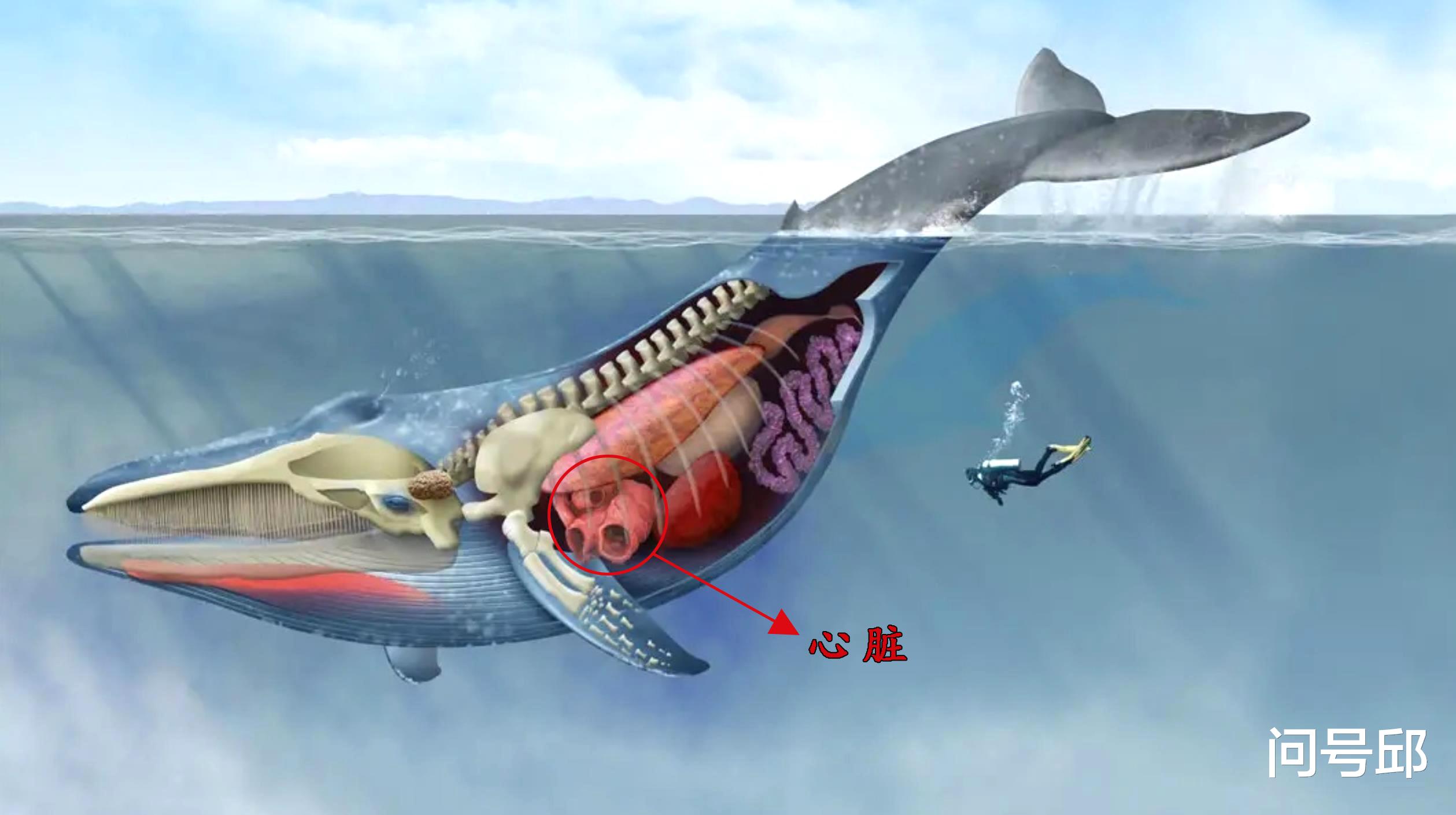 蟑螂 动物王国里奇怪的6种动物，它们的心脏不止一颗