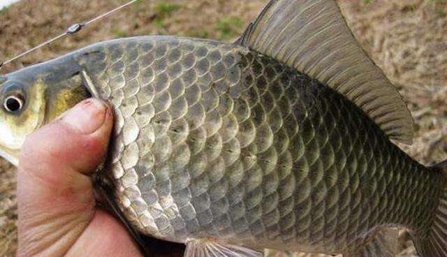 饵料|冬钓高手分享的钓鱼“秘技”，还不学起来，鱼获蹭蹭上涨