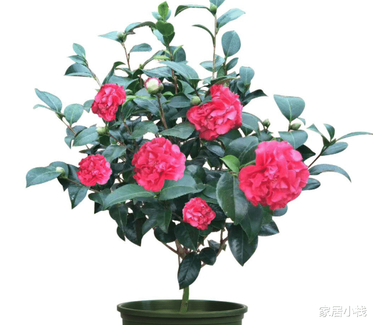 家居小栈|拜拜了月季花，茶花新品种火了，花朵比盘子大