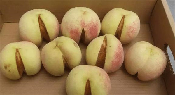 |曾经火爆一时的4种水果,如今消失不见,它们都经历了什么?