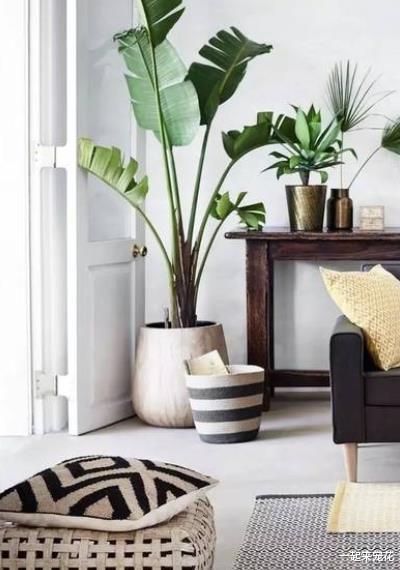 |客厅摆上3种花，净化空气上档次，提高了家居品味，值得拥有