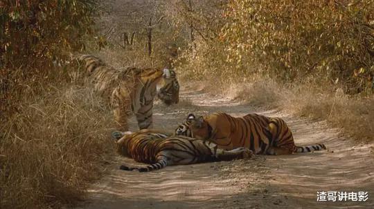 鳄鱼 印度最猛的老虎,一生竟猎杀8只巨型鳄鱼,场面凶残至极!纪录片