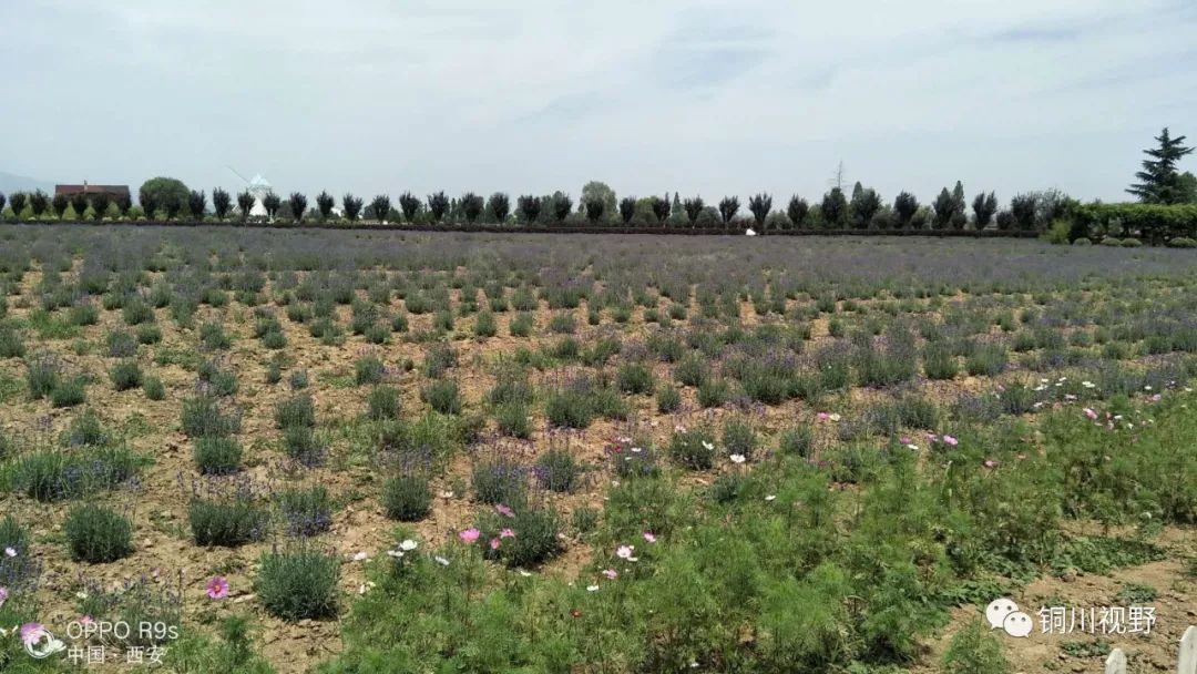 铜川周春辉 美丽的家乡，春天的约会