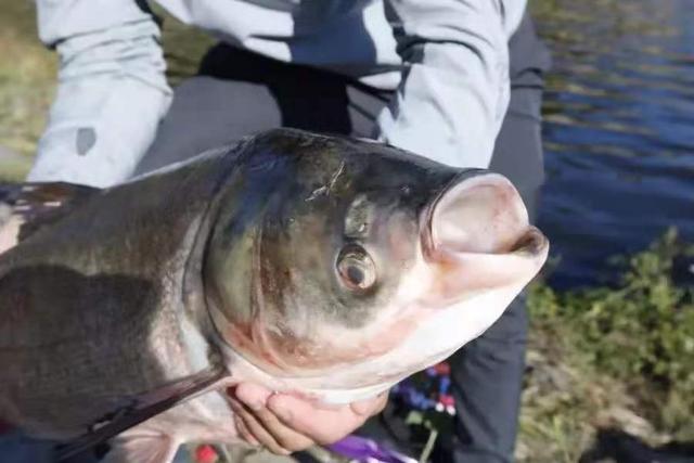 |鲢鳙鱼就不咬钩，庆幸我有这套百试不爽的钓法