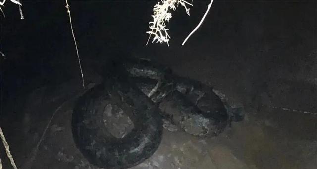 华仔体育说 广西一农家乐现30公斤大蟒蛇，老板称：“200只鸡疑被它吃掉了”