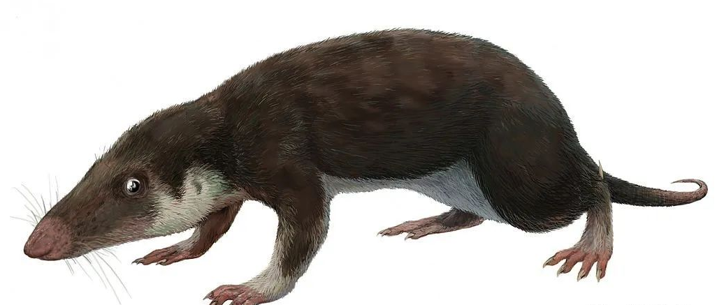 |第一只哺乳动物的进化