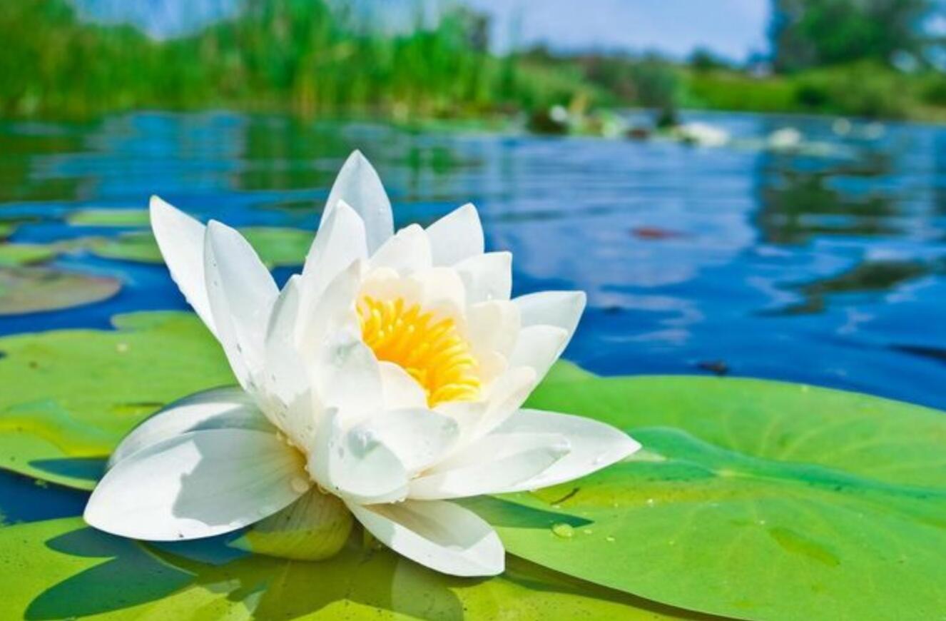 占星师灵溪|7月26号开始事业风生水起,哪些星座拥抱好运?