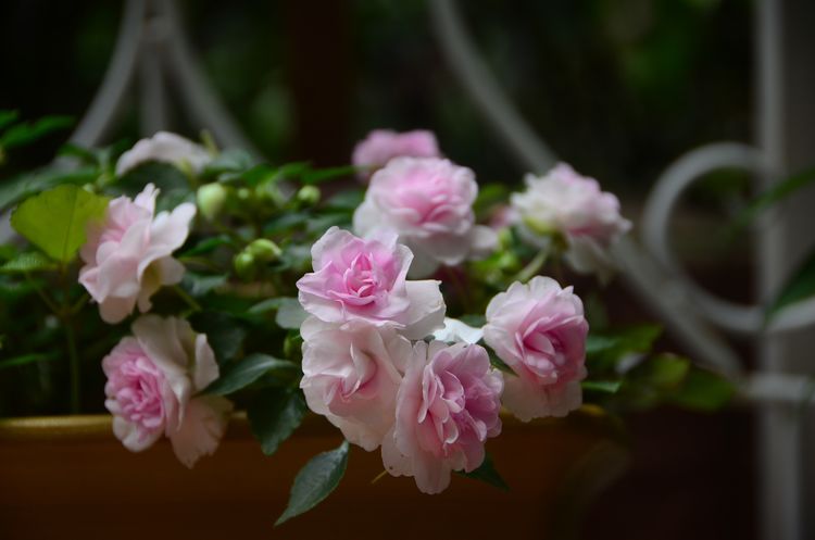 18年房龄的老房子，50㎡花园改造后，成了家人朋友最爱待的地方