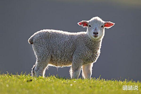 晴晴说|属相羊，2021年不容易盲目跟风做一些不必要的项目投资！