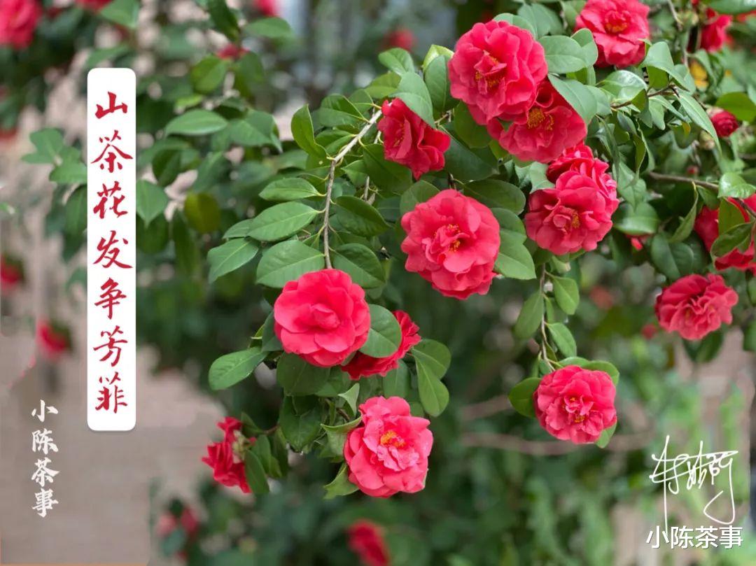 小陈茶事 年初二，盘点茶圈的8大怪谈，它活跃在白茶、岩茶、红茶圈