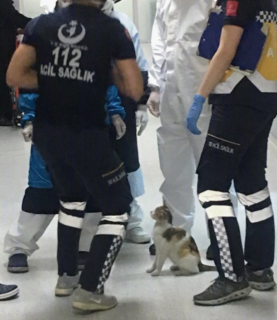 医生 流浪猫“碰瓷”白衣天使！猫：你懂我意思吗？医生：懂的