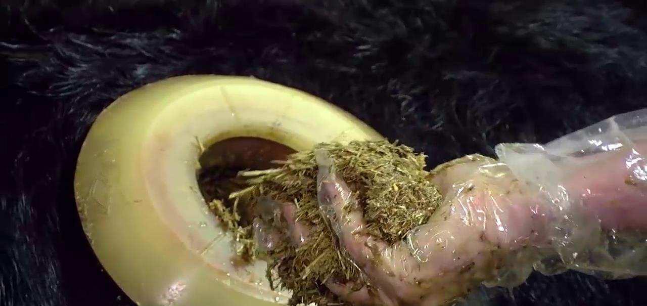 化石 为何在牛身上开洞,人类还伸手进去掏,牛不会痛吗?