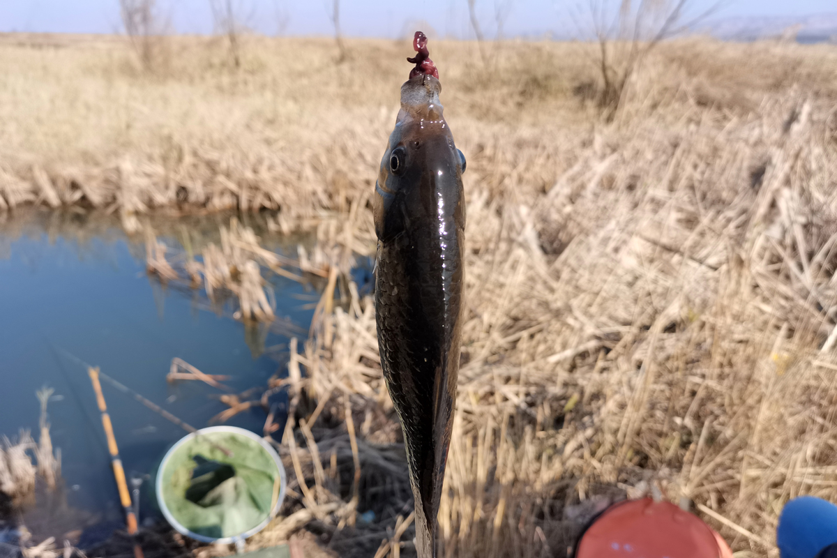 长沙|黄河边冬钓鲫鱼，大哥传授了三招“秘诀”，使用后效果还真不错