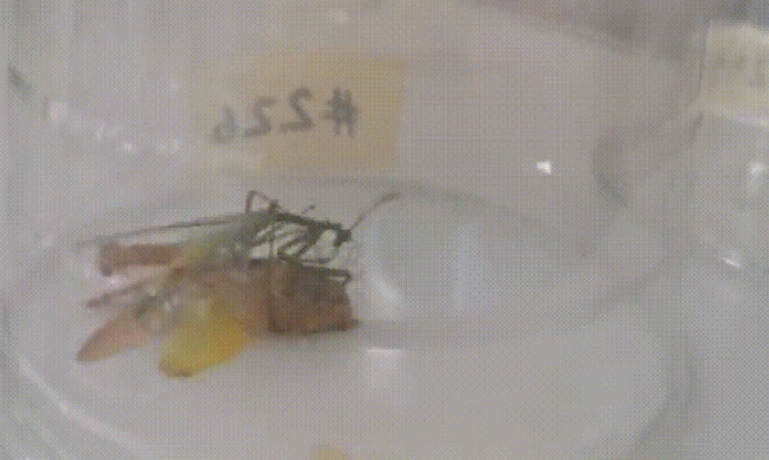 昆虫 母螳螂交配后会吃掉公螳螂，公螳螂有方法可以保命吗？