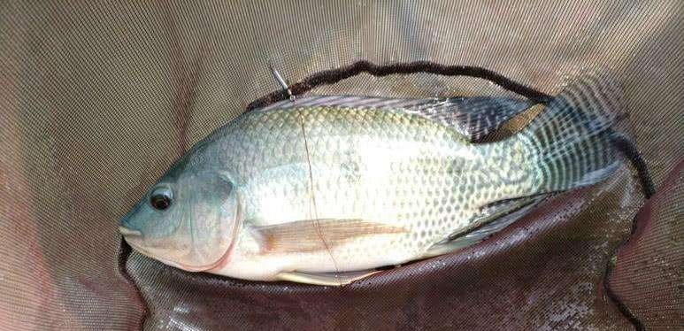 四川省|四川的钓鱼人注意啦，野钓渔获有了新规定，单品种不超10条或五斤