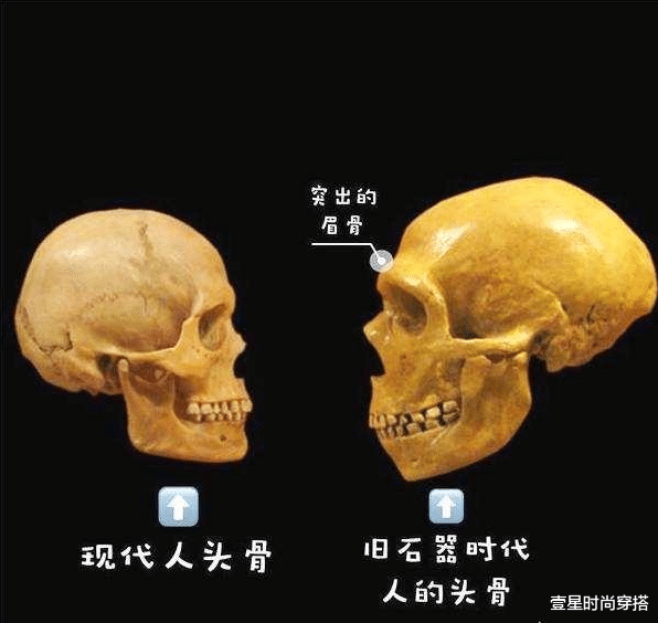 壹星时尚穿搭|只有我们人类有眉毛吗？眉毛有什么作用？