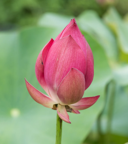 星临天下 11月上旬，4属相鸿运当头，事业直上青云，生活美满幸福