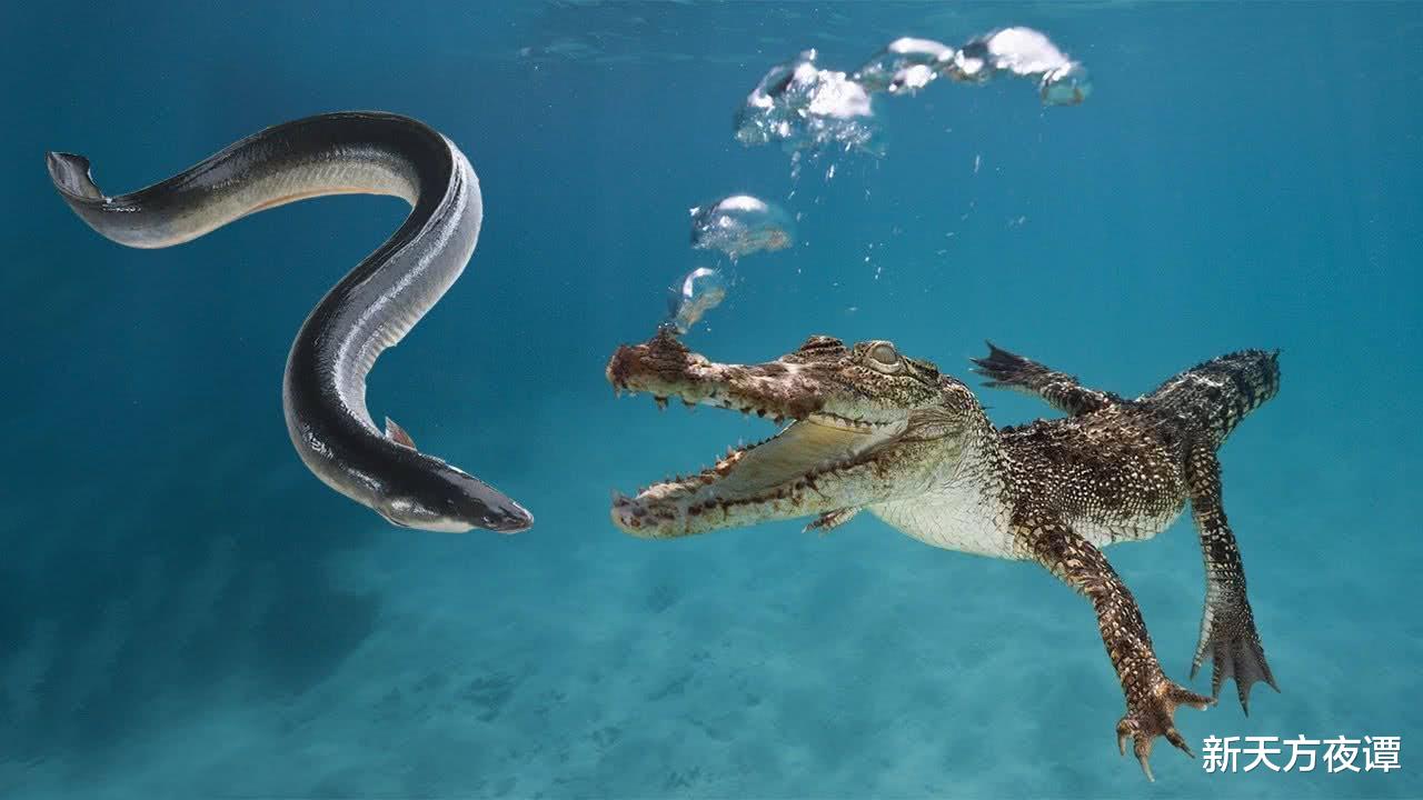 亚马孙热带雨林 亚马逊雨林7种最危险的动物,食人鱼只排第6