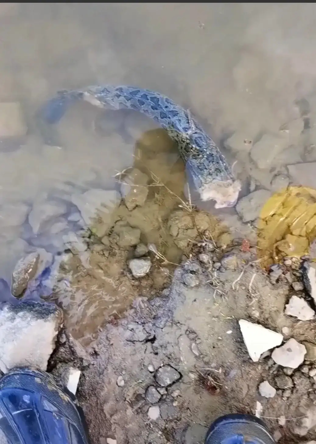 |近日，一黑鱼惨遭身首异处却能顽强活着走红网络