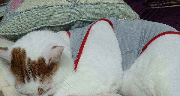 我和宠物的可爱日常 黑夜中双层床楼梯突然传出诡异上楼声，让女子半夜惊醒！