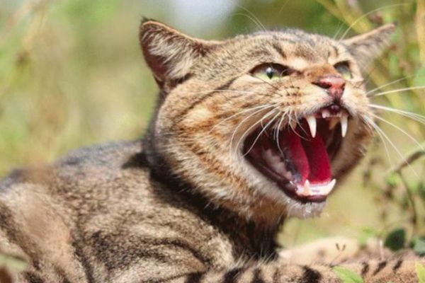  乡间绝迹的动物，神秘的“野狸子”是猫的天敌，敢和狗斗