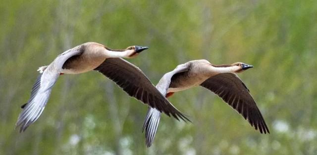 航天员 “一夫一妻”的动物，如果一方死了，它们能经受住交配的诱惑吗？