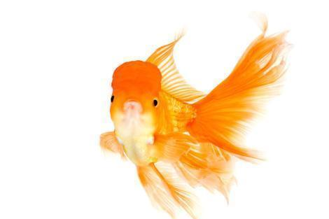 泡沫说情感|心理测试:哪一条锦绣鱼最美丽?测你的好运什么时候到来!