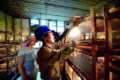 光明網視頻 定格山林中的電力人