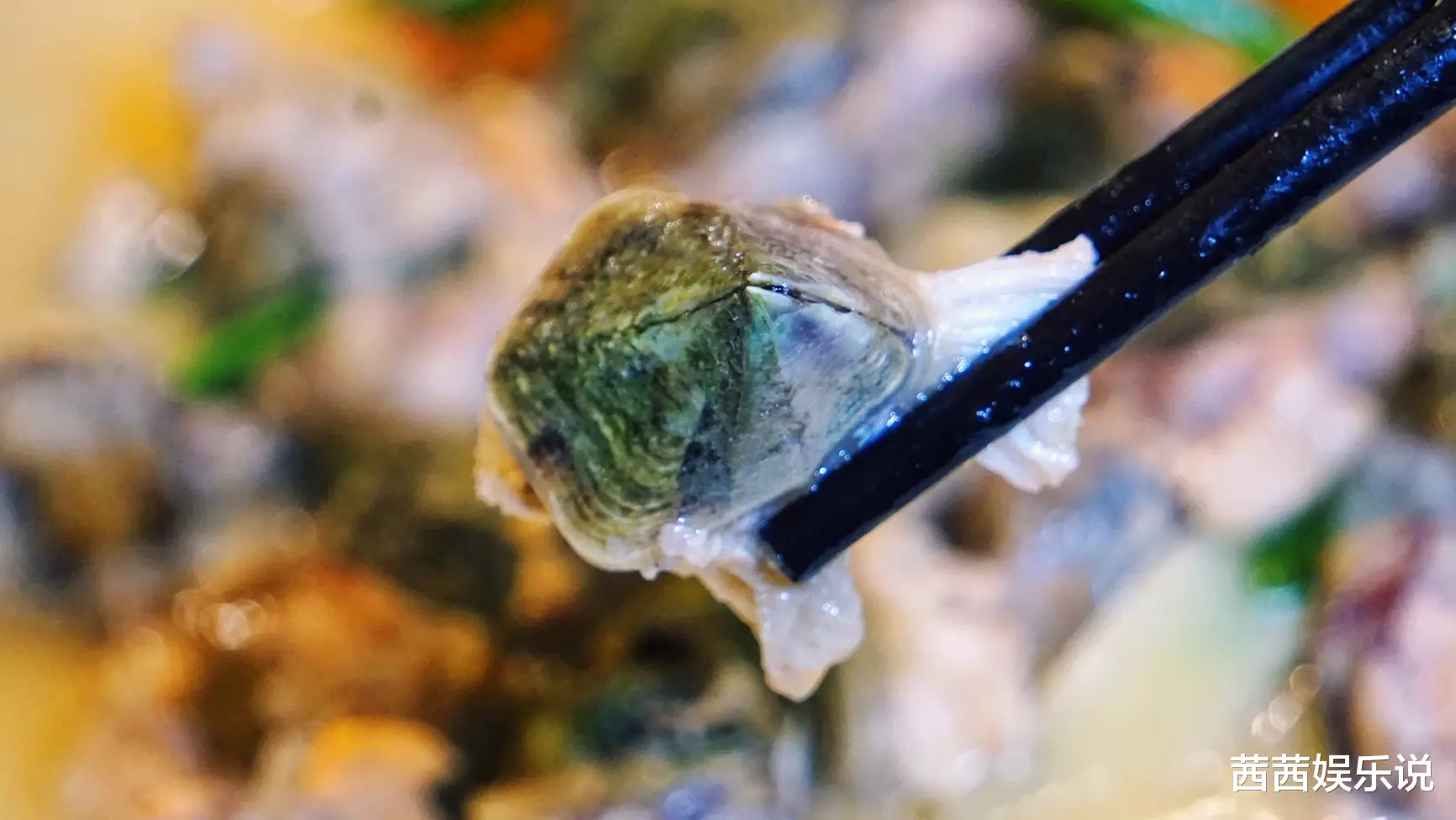 海洋中遭人唾弃的藤壶,到底有多可怕?看看鲸、海龟的下场就懂了