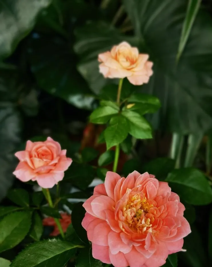 6㎡封闭阳台造花园，1寸空间也不浪费，不出门也能看风景